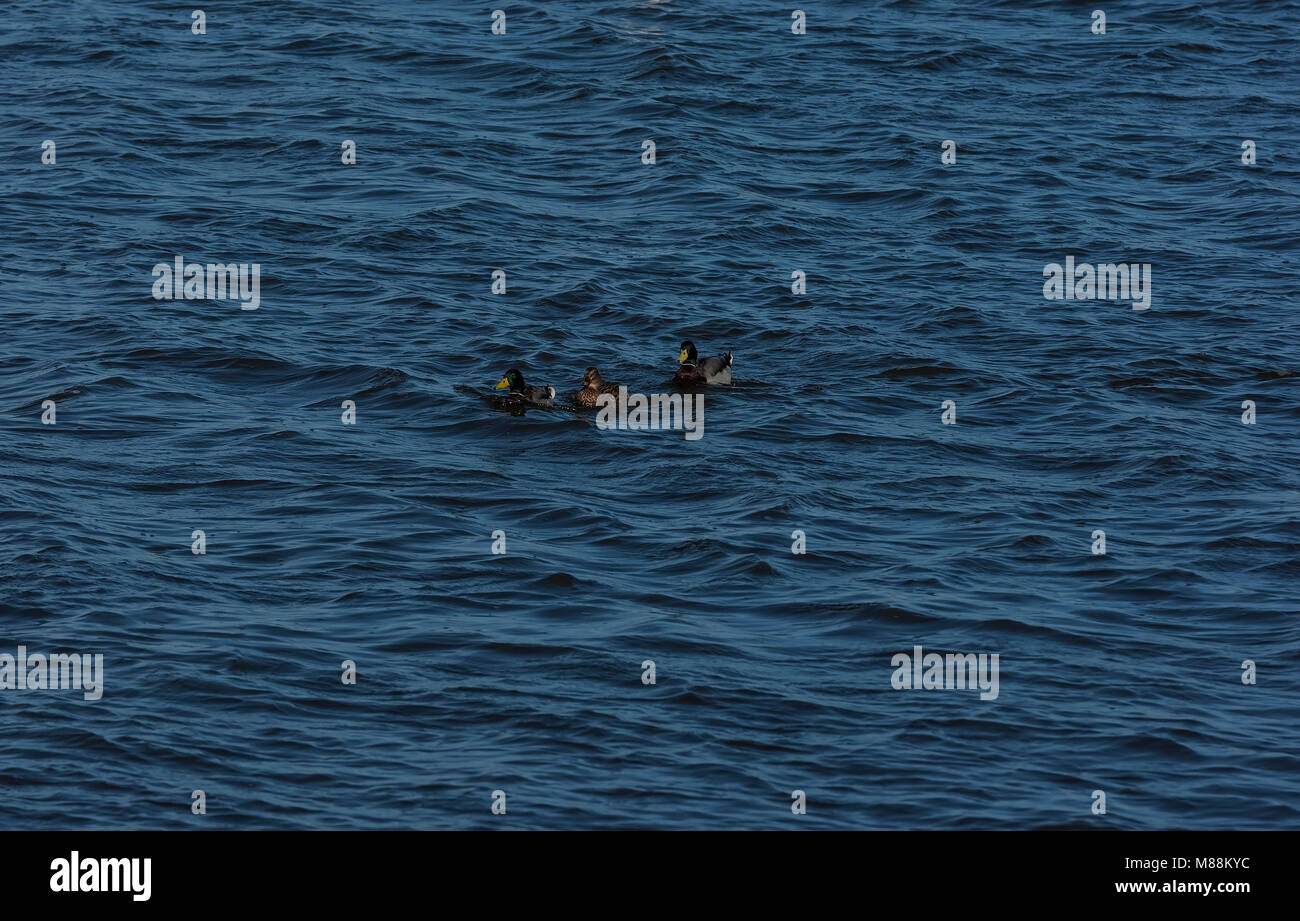 Mallard Ducks on water Stock Photo