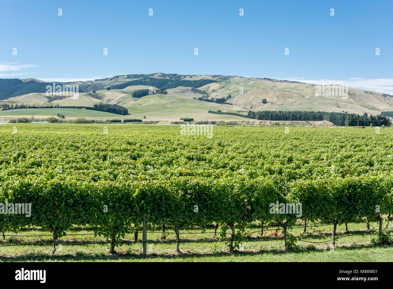 The Crater Rim Winery vineyards, Waipara, North Canterbury, Canterbury Region, New Zealand Stock Photo
