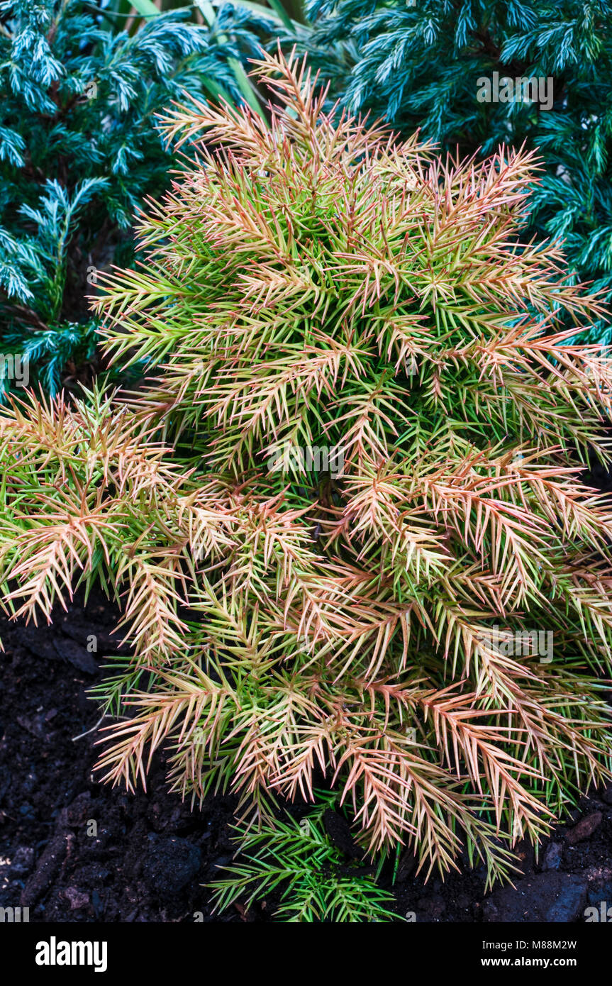 Dwarf Conifer Cryptomeria japonica 'Lobii Nana'  turning from winter Bronze to Green for summer. Japanese Cedar. Stock Photo