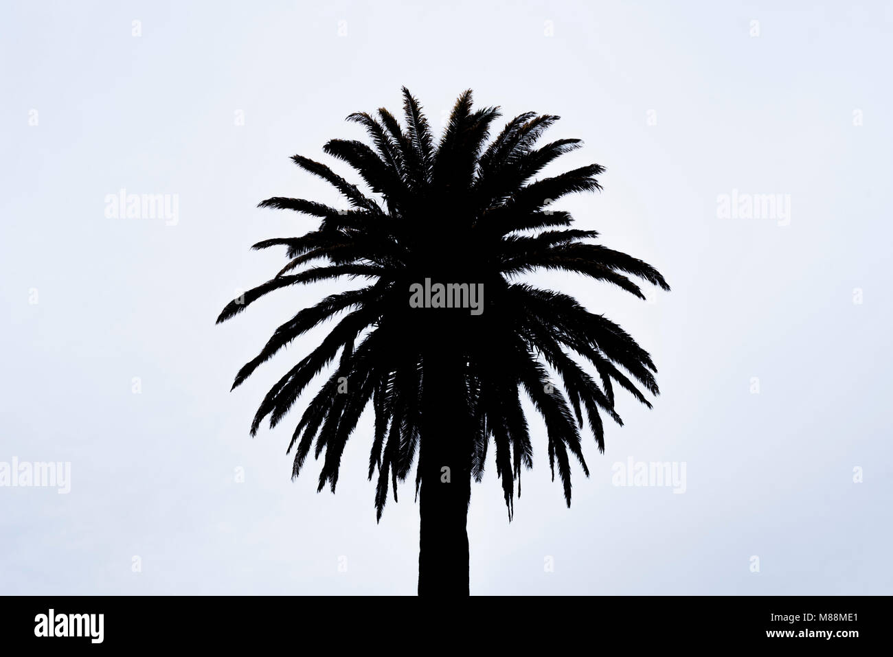 silhouette of a palm tree in black and white Stock Photo