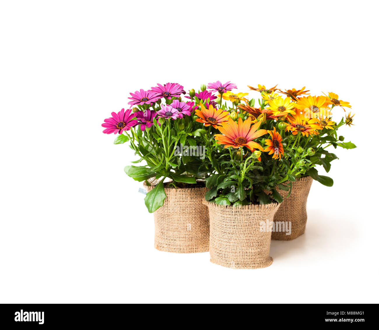 beautiful  colorful daisy flowers in small pots decorated with sackcloth isolated on white Stock Photo
