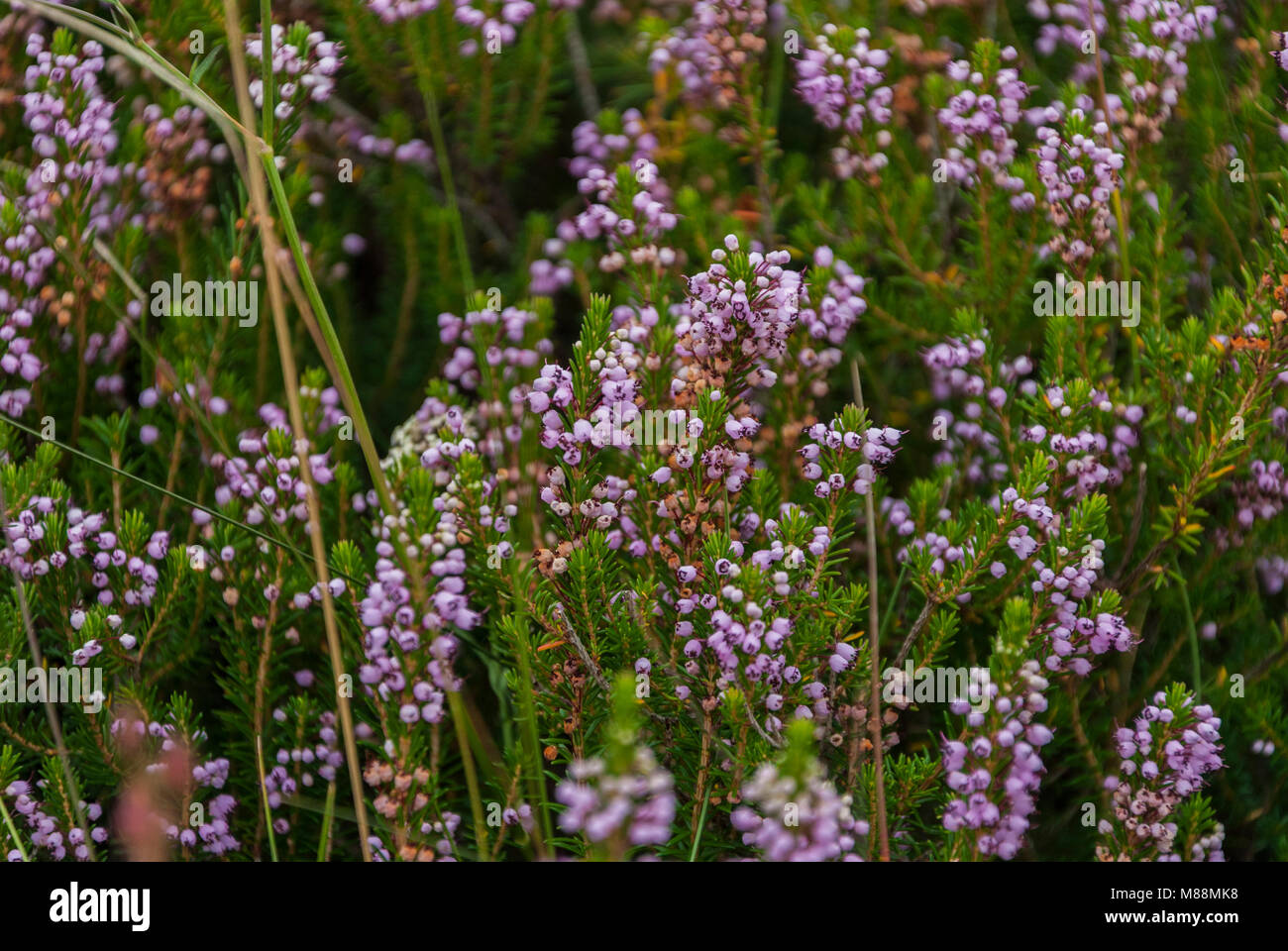 green heather with purple flowers Stock Photo