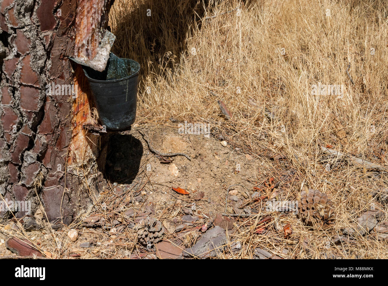 resin-coated pine forest Stock Photo