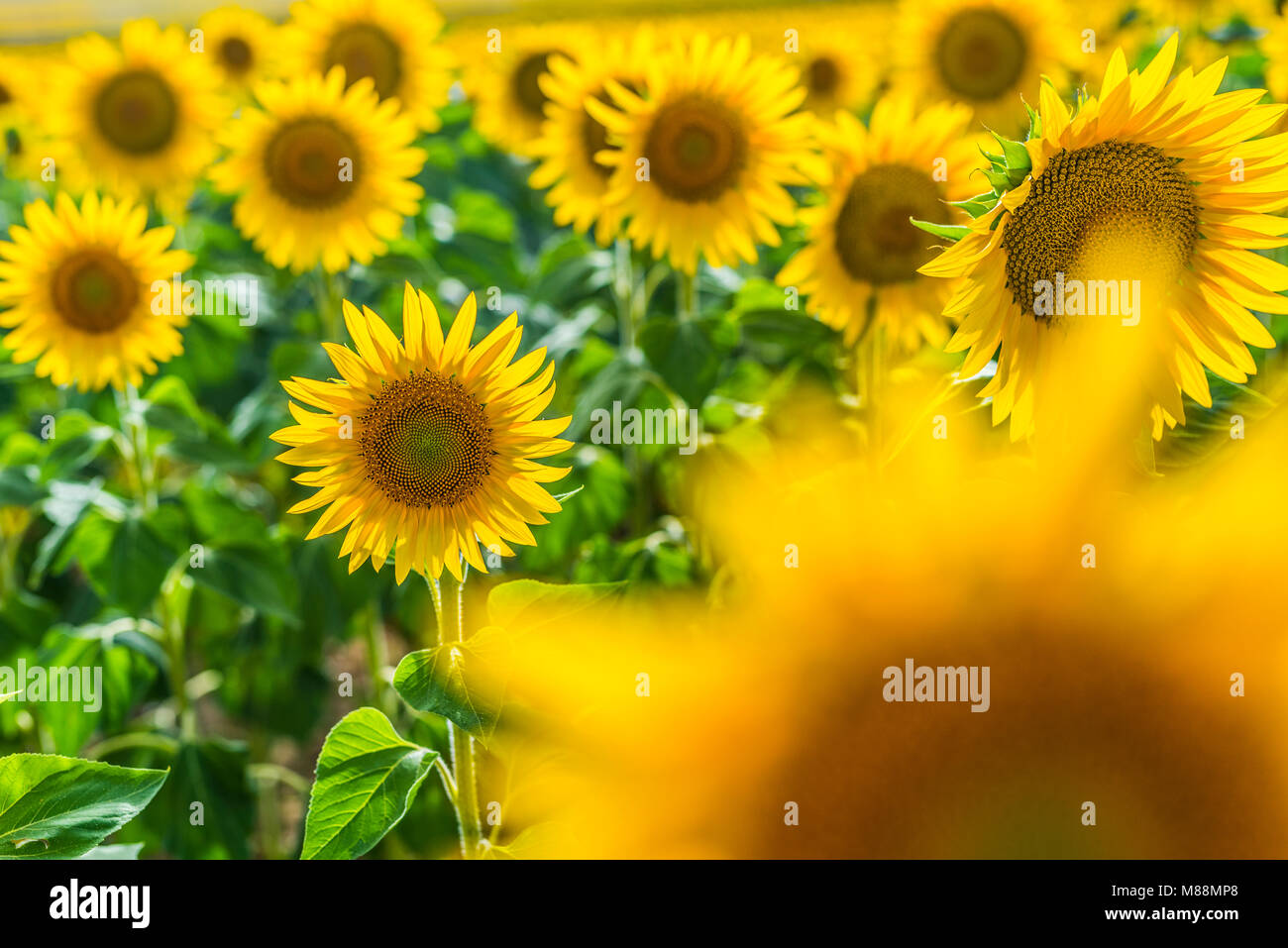 field of yellow sunflowers for making oil Stock Photo