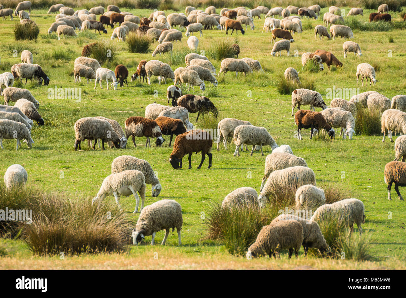flock of black and white sheep on grass Stock Photo