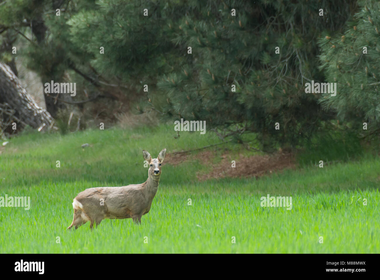 Roe deer fawn spring hi-res stock photography and images - Alamy