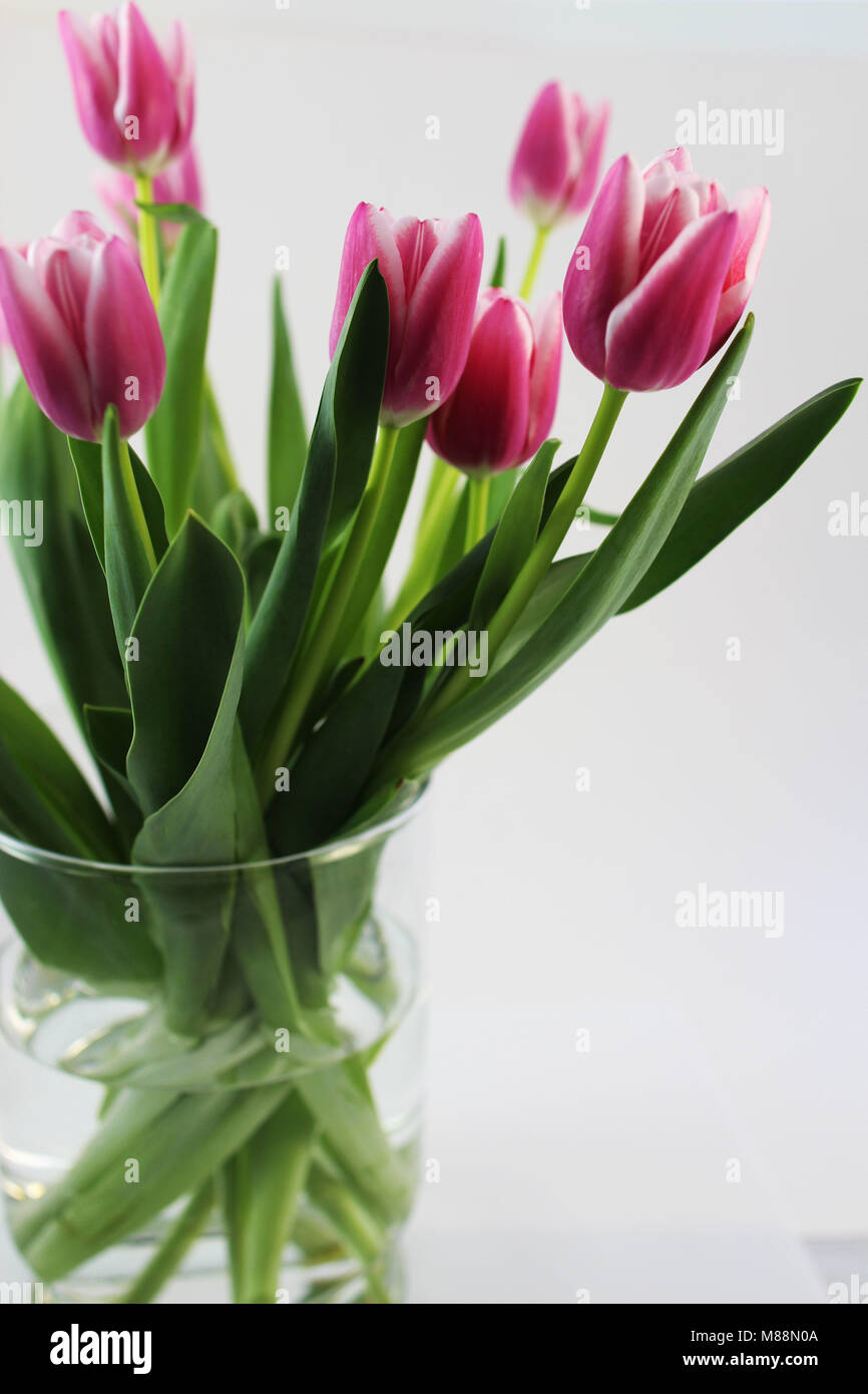 A bouquet of pink tulips in a glass vase on white background. Spring ...