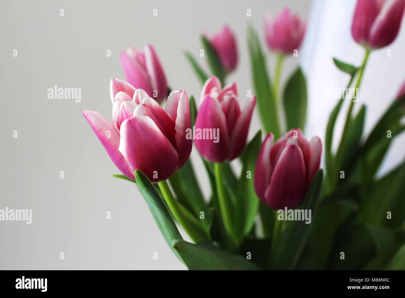 A bouquet of pink tulips on white background. Spring flowers Stock ...