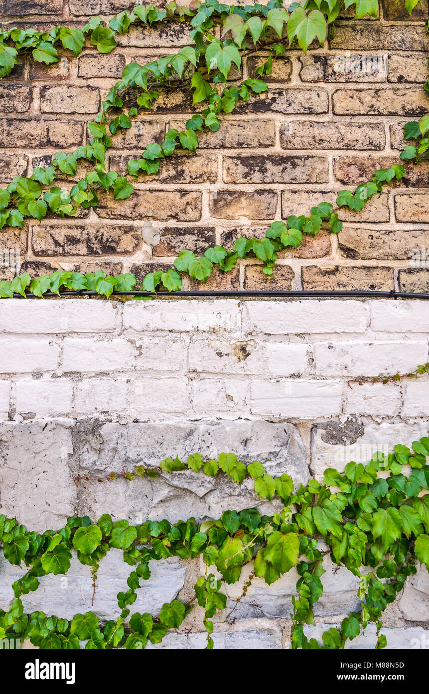 Old brick wall vines white hires stock photography and images Alamy
