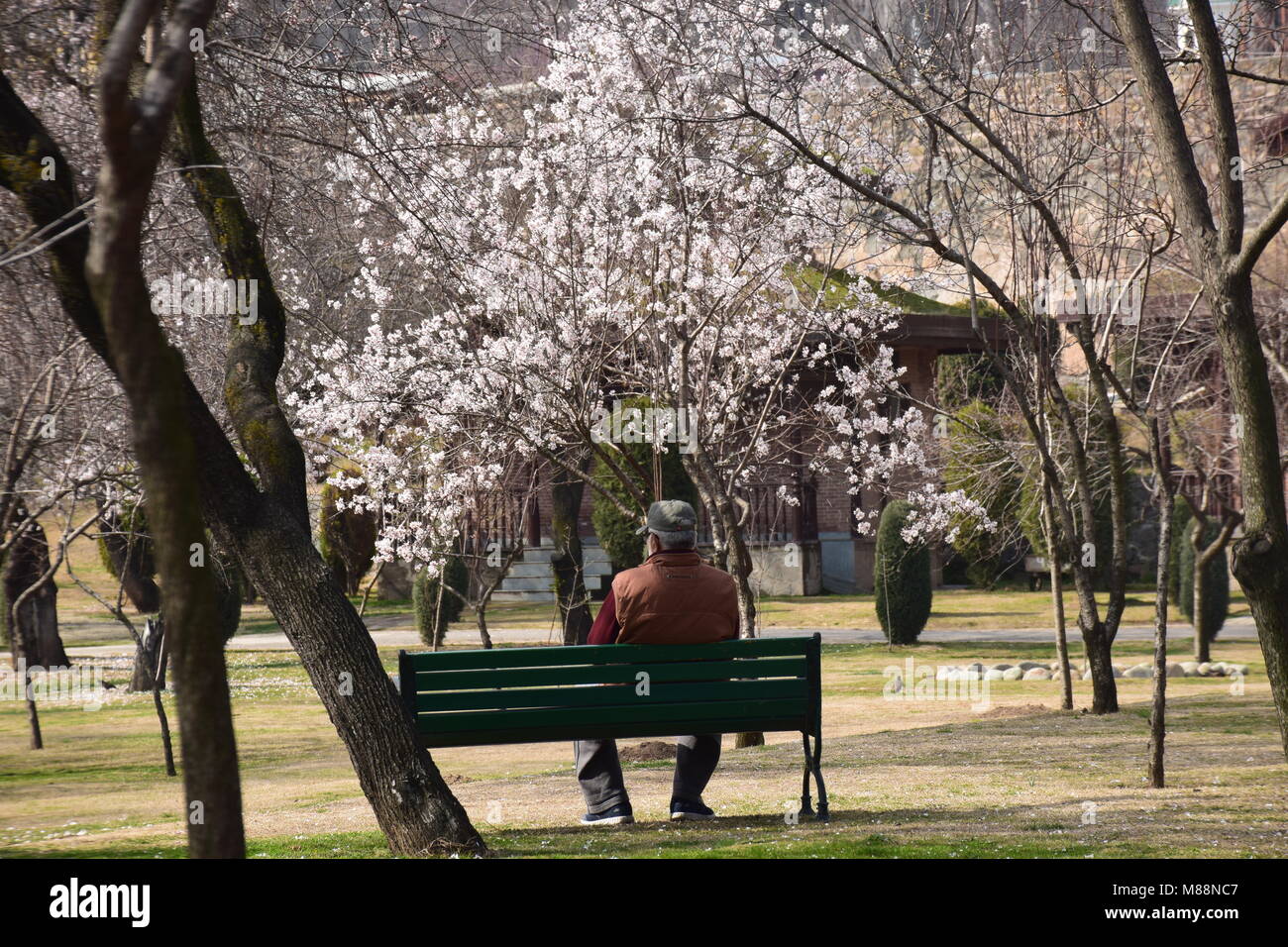 Srinagar, India. 10th Mar, 2018. Kashmiri man enjoys in the bloomed almond trees in an almond orchard known by Badam Waer In Srinagar. The white and pink flowers of Almond trees are in full blossom which predicts the coming of spring. Almond trees are in full blossom due to early summer-like weather conditions in Kashmir valley, where very less snow was experienced this winter as compared to previous years. Credit: Abbas Idrees/Pacific Press/Alamy Live News Stock Photo