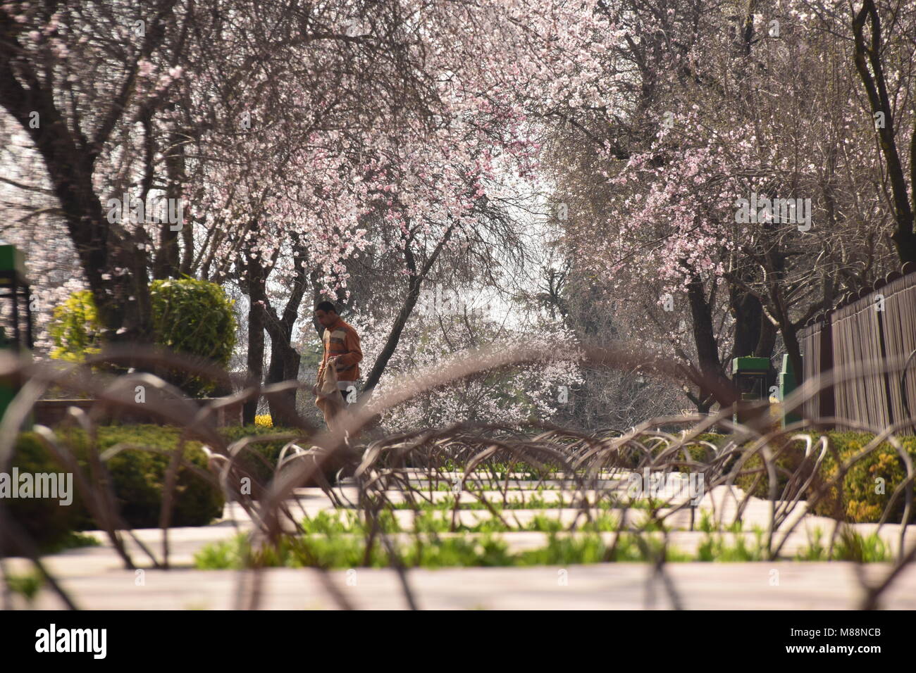 Srinagar, India. 10th Mar, 2018. Kashmiri men walks through the bloomed almond trees in an almond orchard known by Badam Waer In Srinagar. The white and pink flowers of Almond trees are in full blossom which predicts the coming of spring. Almond trees are in full blossom due to early summer-like weather conditions in Kashmir valley, where very less snow was experienced this winter as compared to previous years. Credit: Abbas Idrees/Pacific Press/Alamy Live News Stock Photo