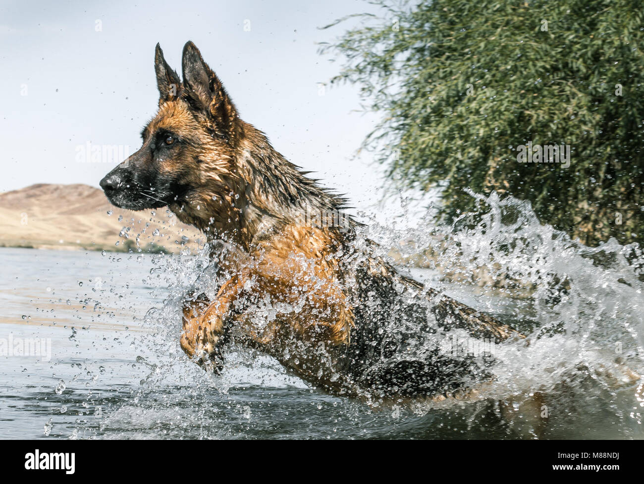 German shepherd jumping hires stock photography and images Alamy