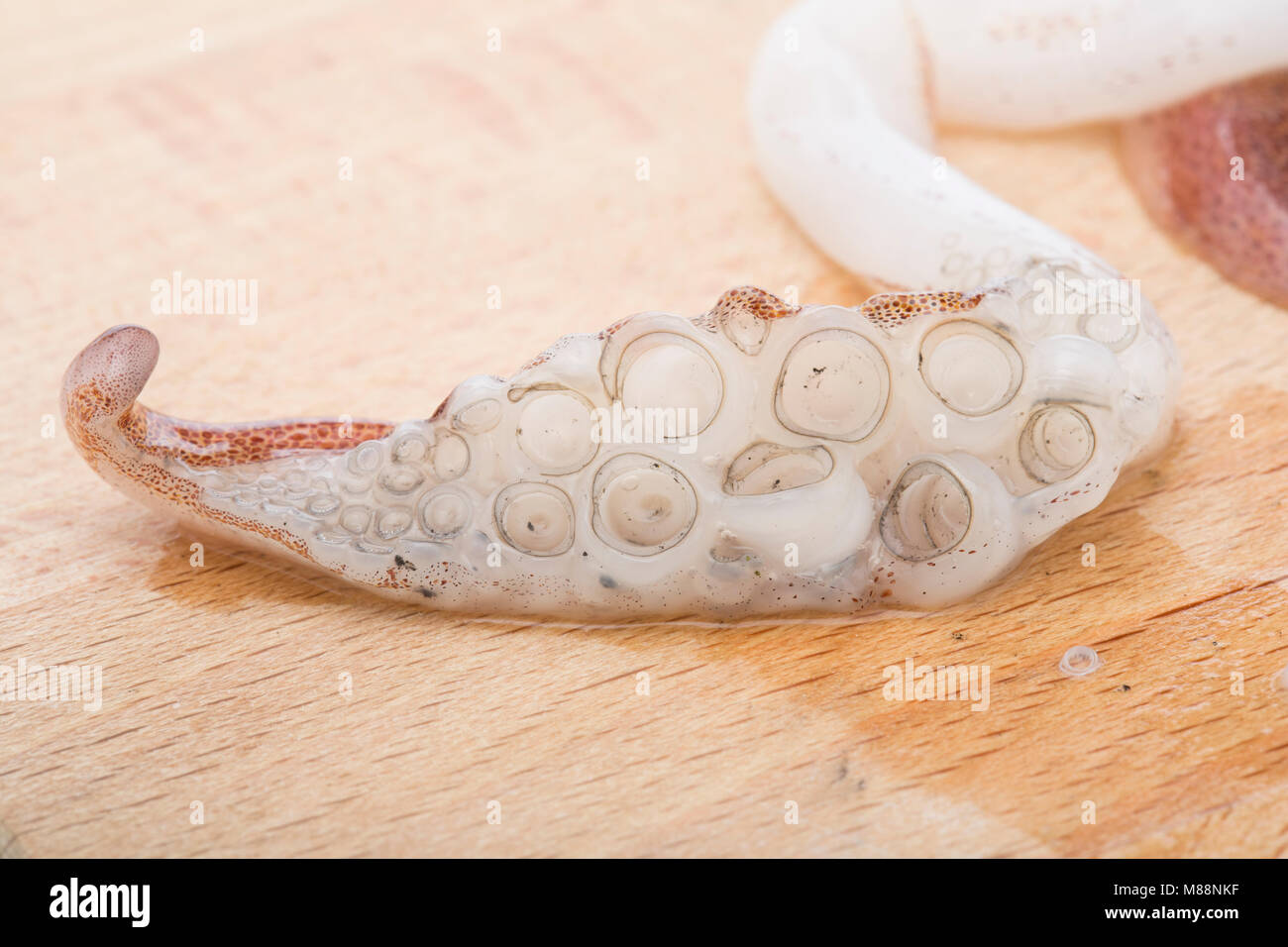 Loligo vulgaris squid tentacle caught near Weymouth, Dorset UK on rod and line. They are popular with commercial and recreational anglers. Stock Photo