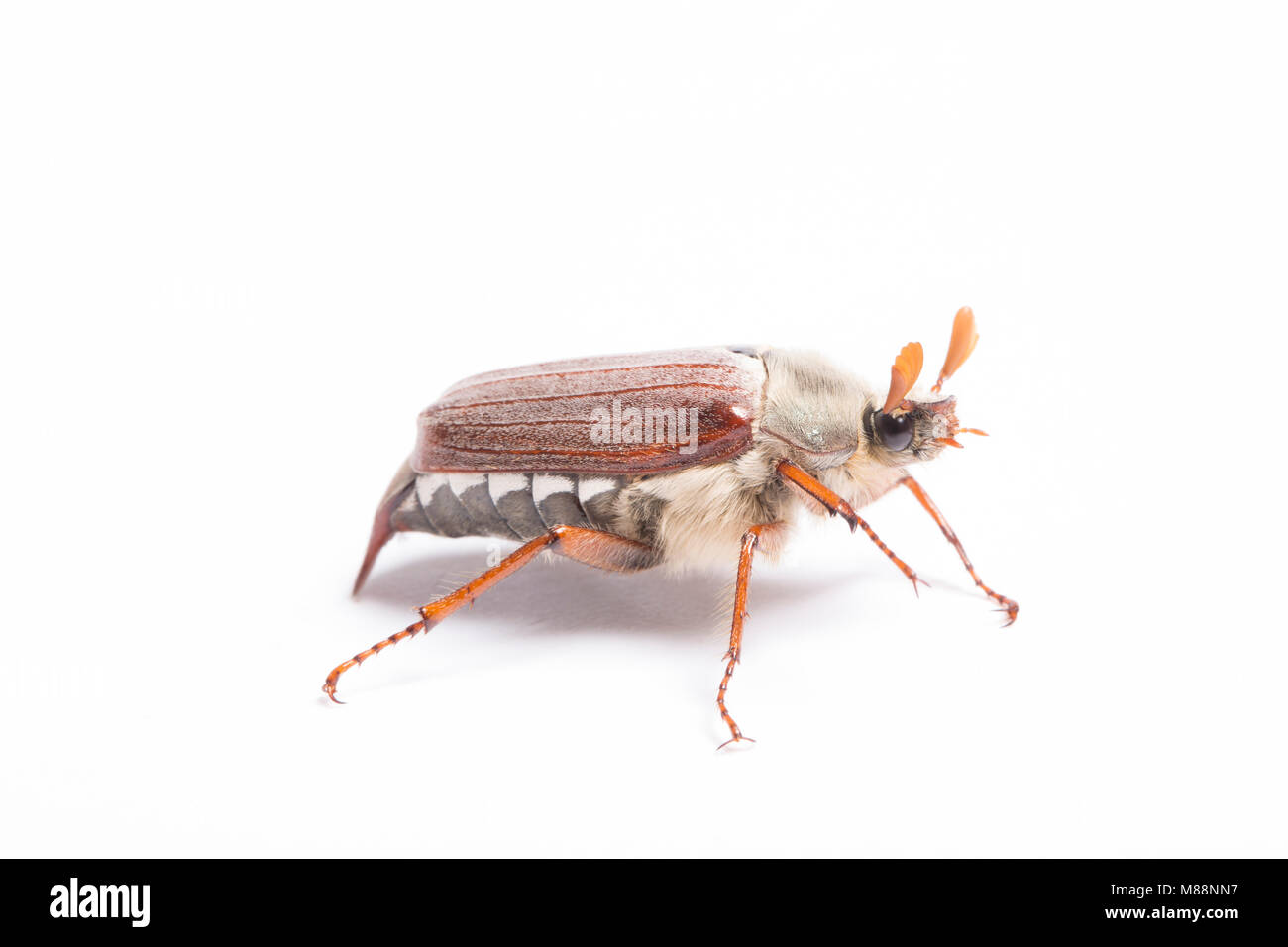 A Cockchafer Beetle, Melolontha melolontha, that was attracted to house lights. Studio picture on a white background, North Dorset England UK GB Stock Photo