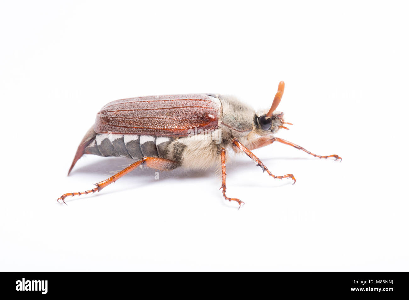 A Cockchafer Beetle, Melolontha melolontha, that was attracted to house lights. Studio picture on a white background, North Dorset England UK GB Stock Photo