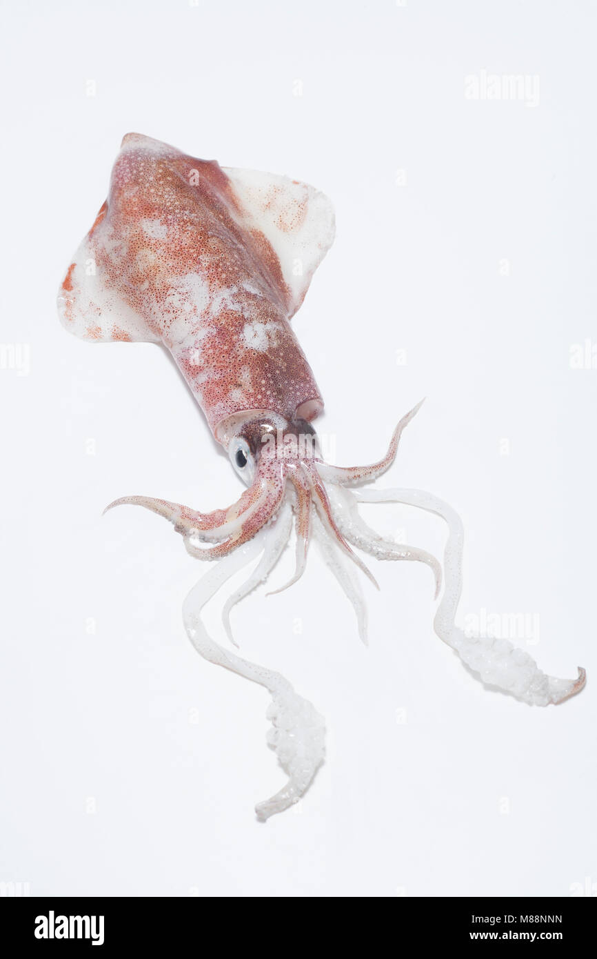 Loligo vulgaris squid caught near Weymouth, UK on rod and line. Stock Photo