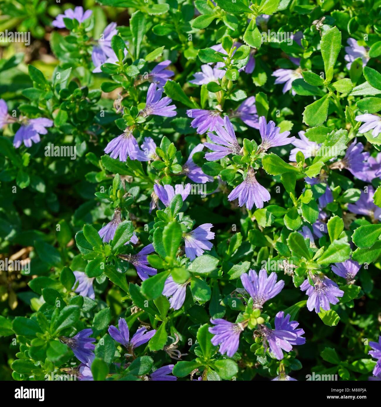 Scaevola flowers, small and mauve, on a low spreading groundcover plant. Stock Photo