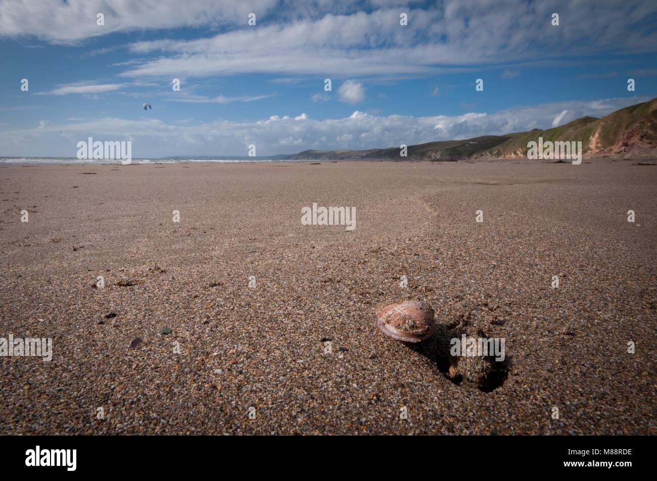 Clam on a Journey Stock Photo