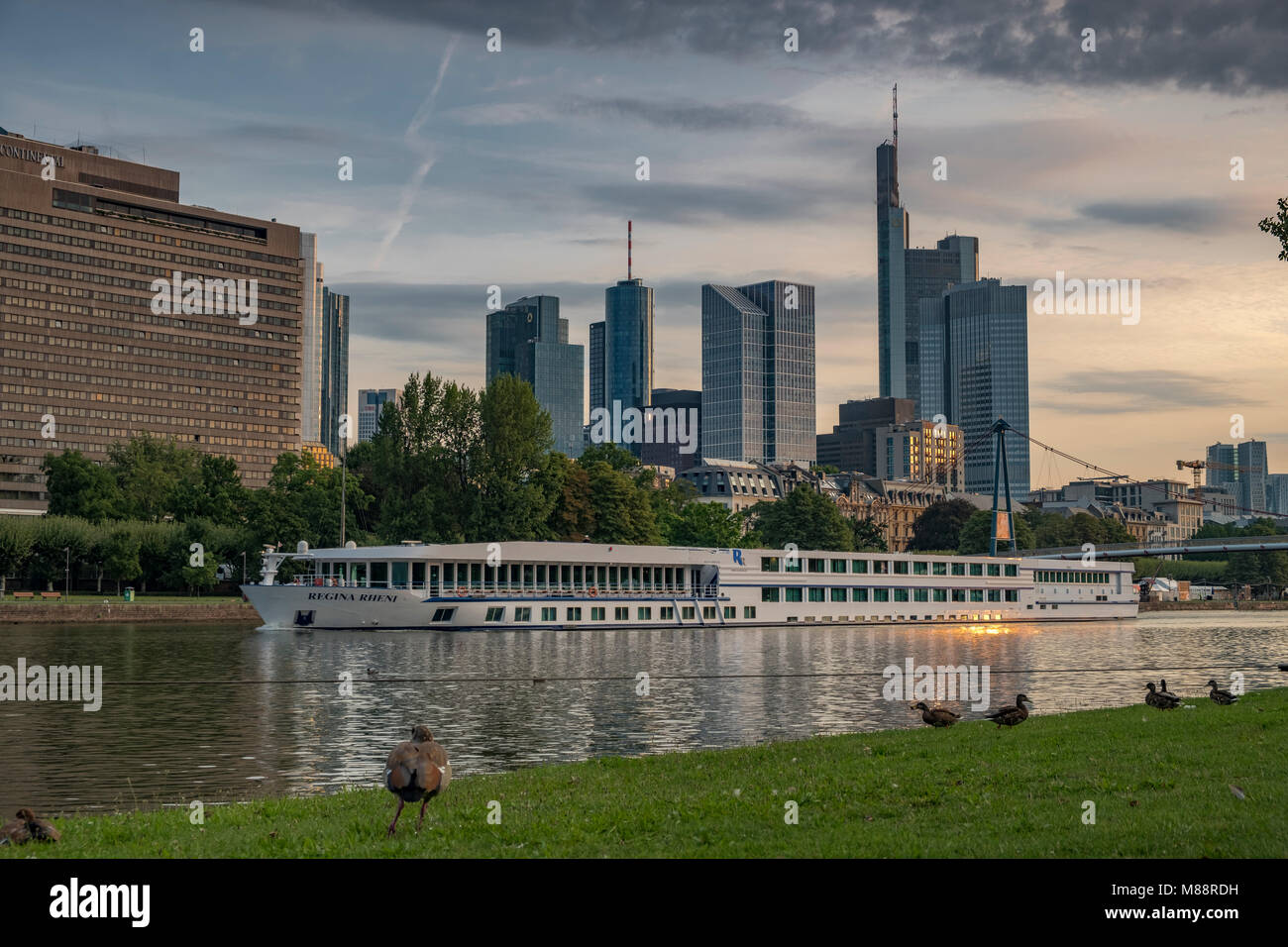 Ducks on the banks of the River Main with the skyline of Frankfurt Financial district behind Stock Photo