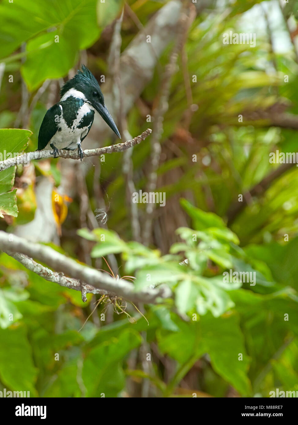 Amazone IJsvogel zittend op tak, Amazon Kingfisher perched on branch Stock Photo