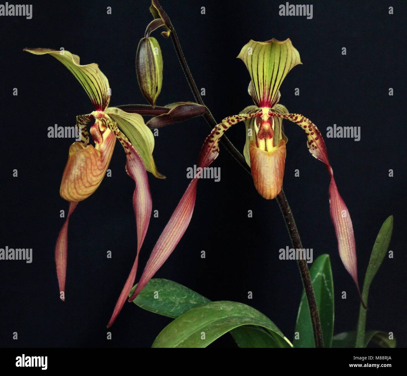 Paphiopedilum Saint Low Stock Photo