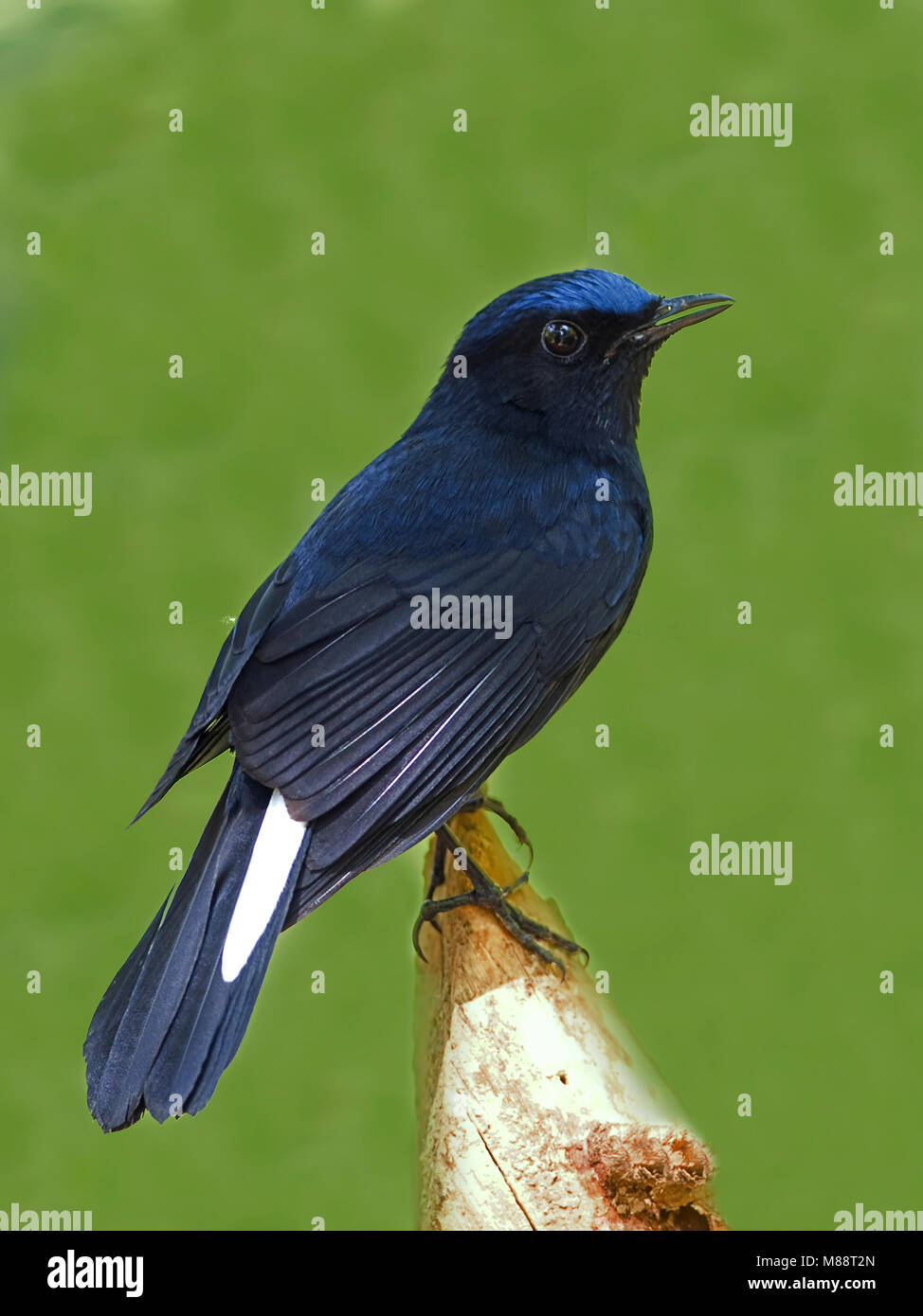 Mannetje Witstaart-callene,  Male White-tailed Robin Stock Photo