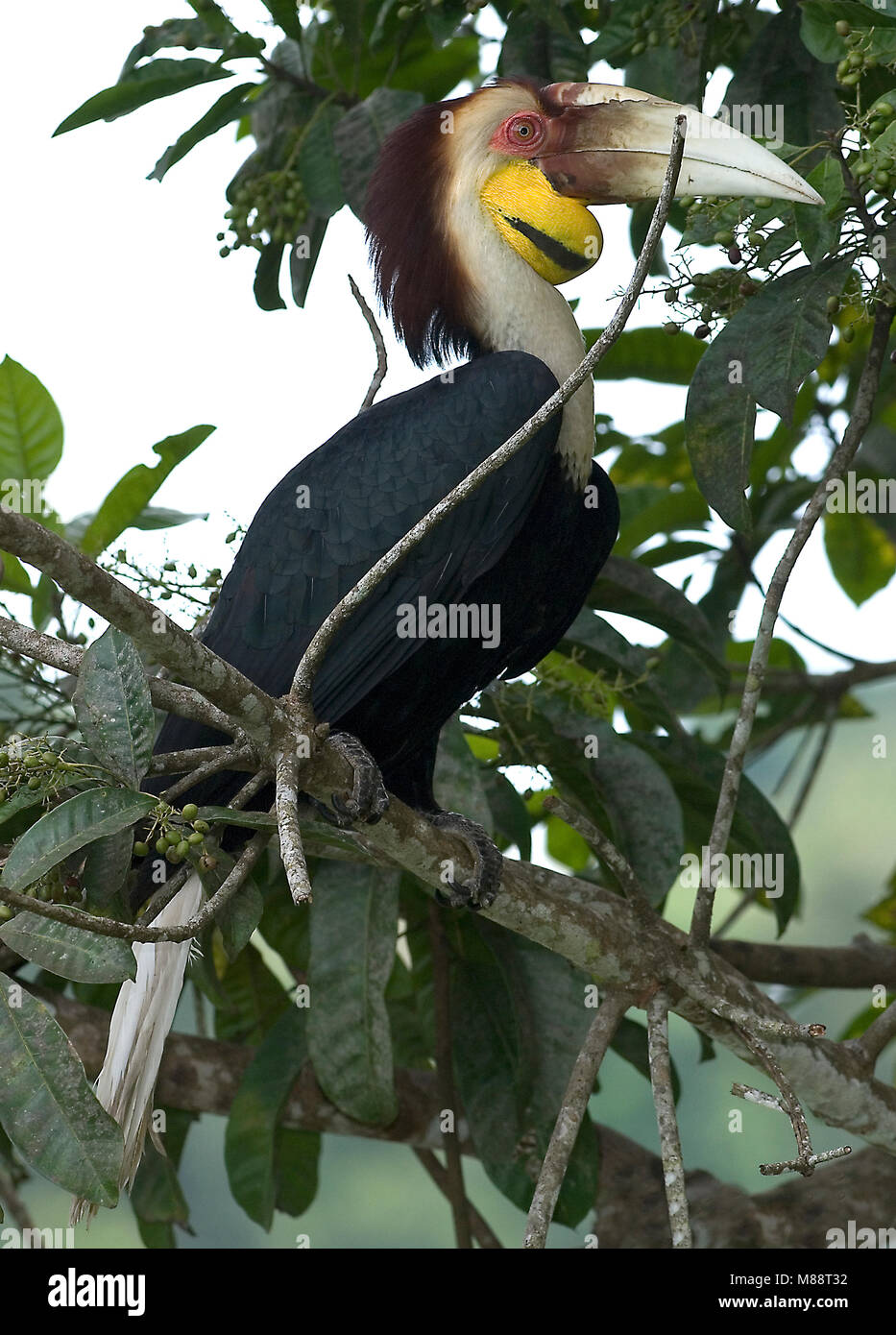 Gewone Jaarvogel in boom, Wreathed Hornbill in tree Stock Photo