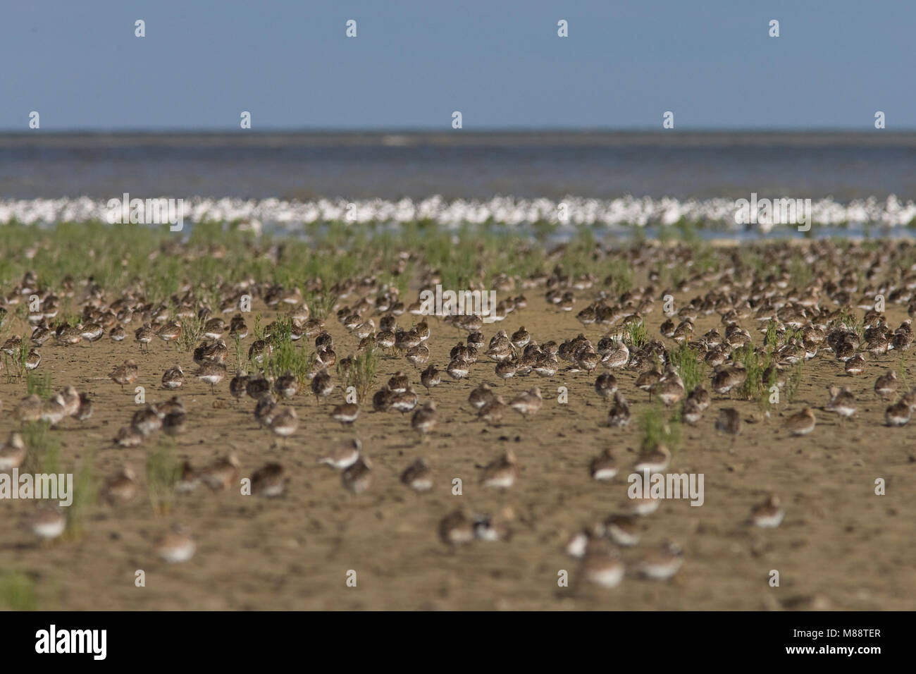 Krombekstrandlopers op hoogwatervluchtplaats langs de Friese Waddenkust; Curlew Sandpipers at high tide roost on Frisian Waddenseacoast Stock Photo