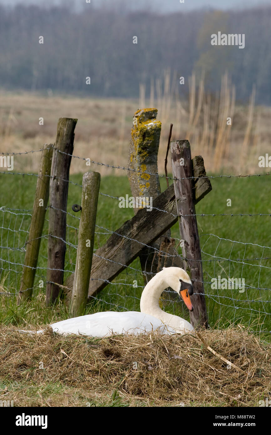 Knobbelzwaan op het nest in weiland, Mute Swan nesting in farmland Stock Photo
