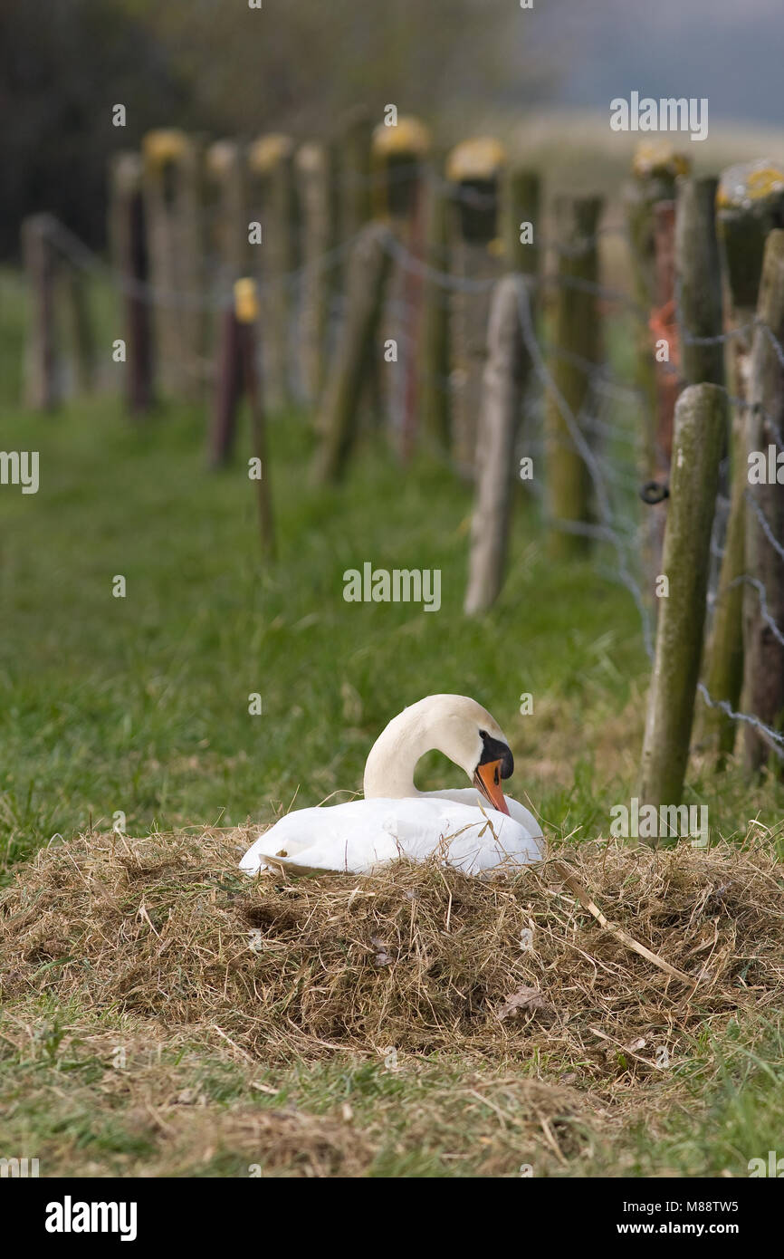 Knobbelzwaan op het nest in weiland, Mute Swan nesting in farmland Stock Photo