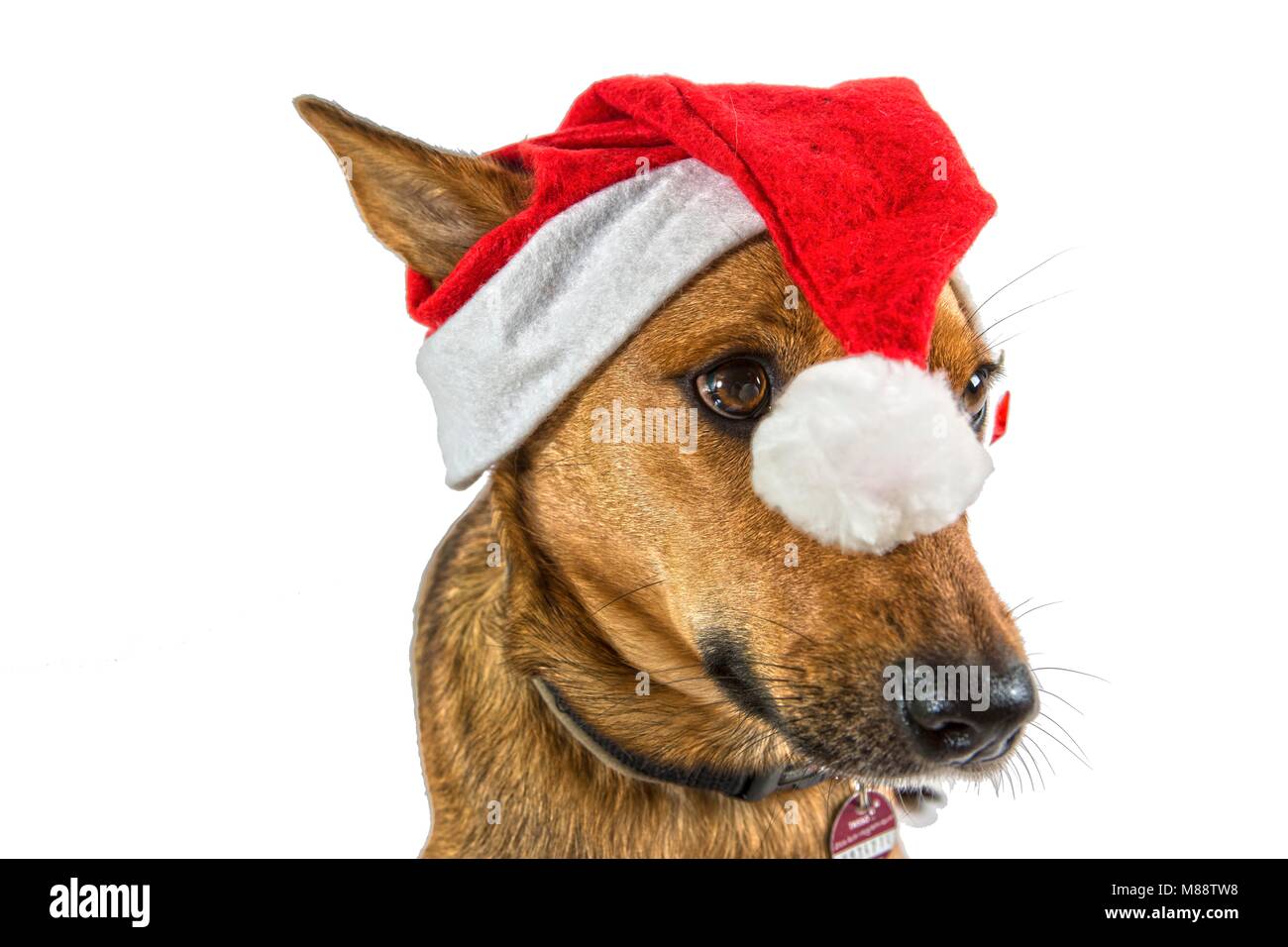 Ein Hund trägt eine Weihnachtsmütze / Nikolausmütze und schaut seitlich an der Kamera vorbei. Der Bommel der rot-weißen Mütze fällt dem Hund auf die N Stock Photo