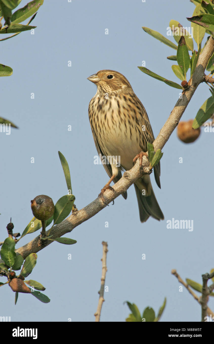 Grauwe Gors in struik; Corn Bunting on a branch Stock Photo