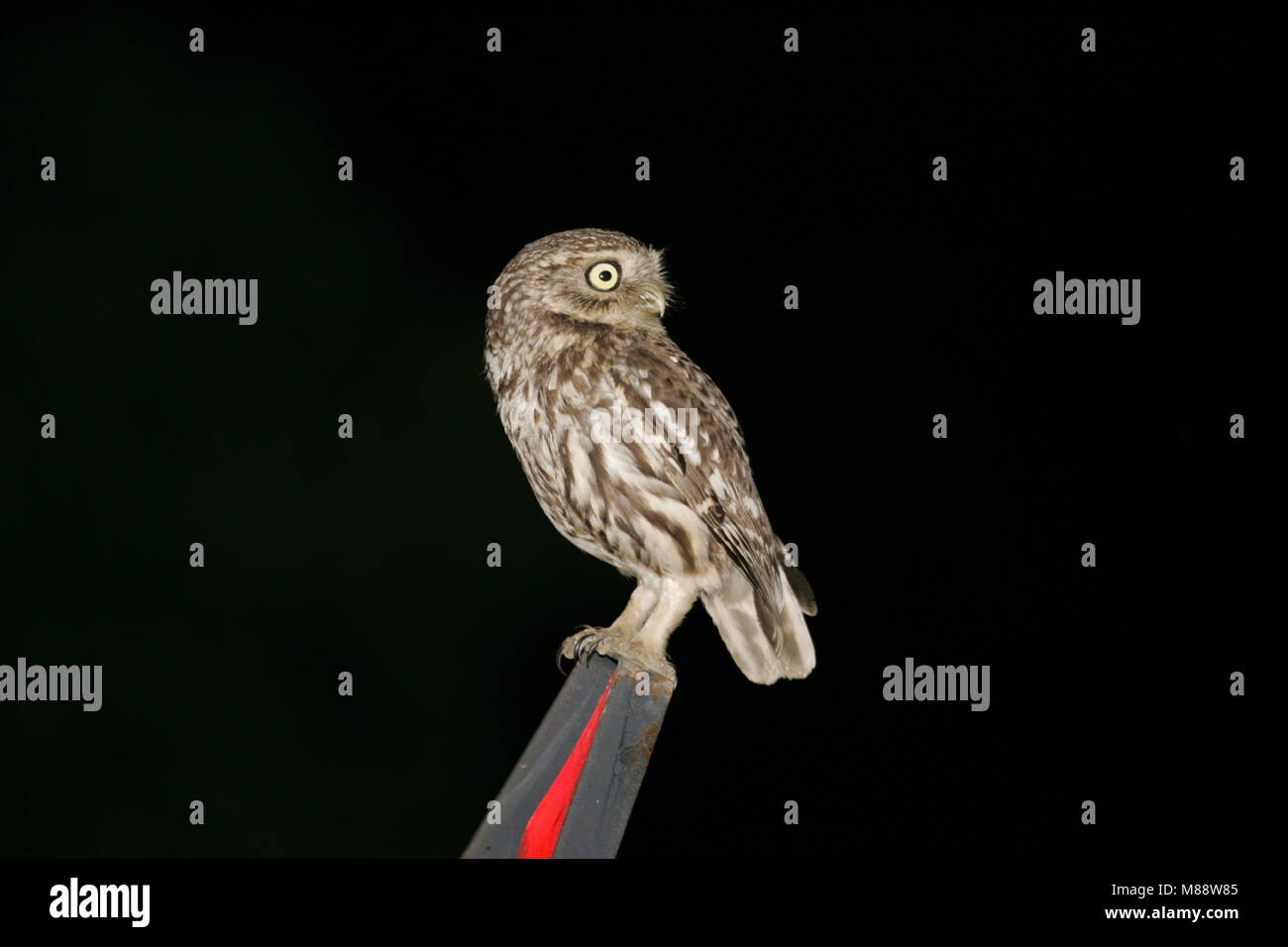 Steenuil zittend bij nacht; Little Owl perched during night Stock Photo