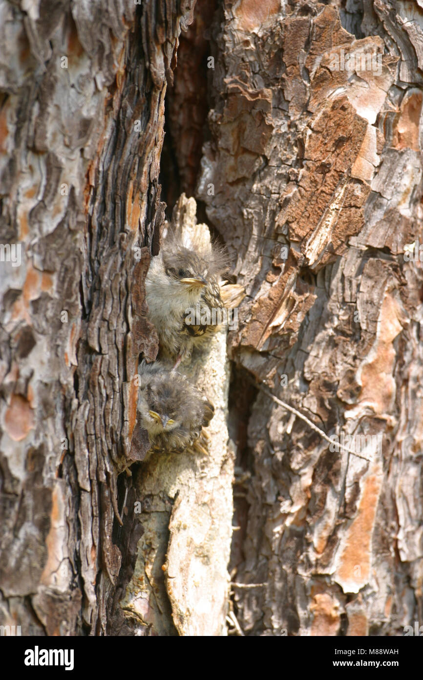 Jonge Boomkruipers bij nest; Young Short-toed Treecreepers at nest Stock Photo