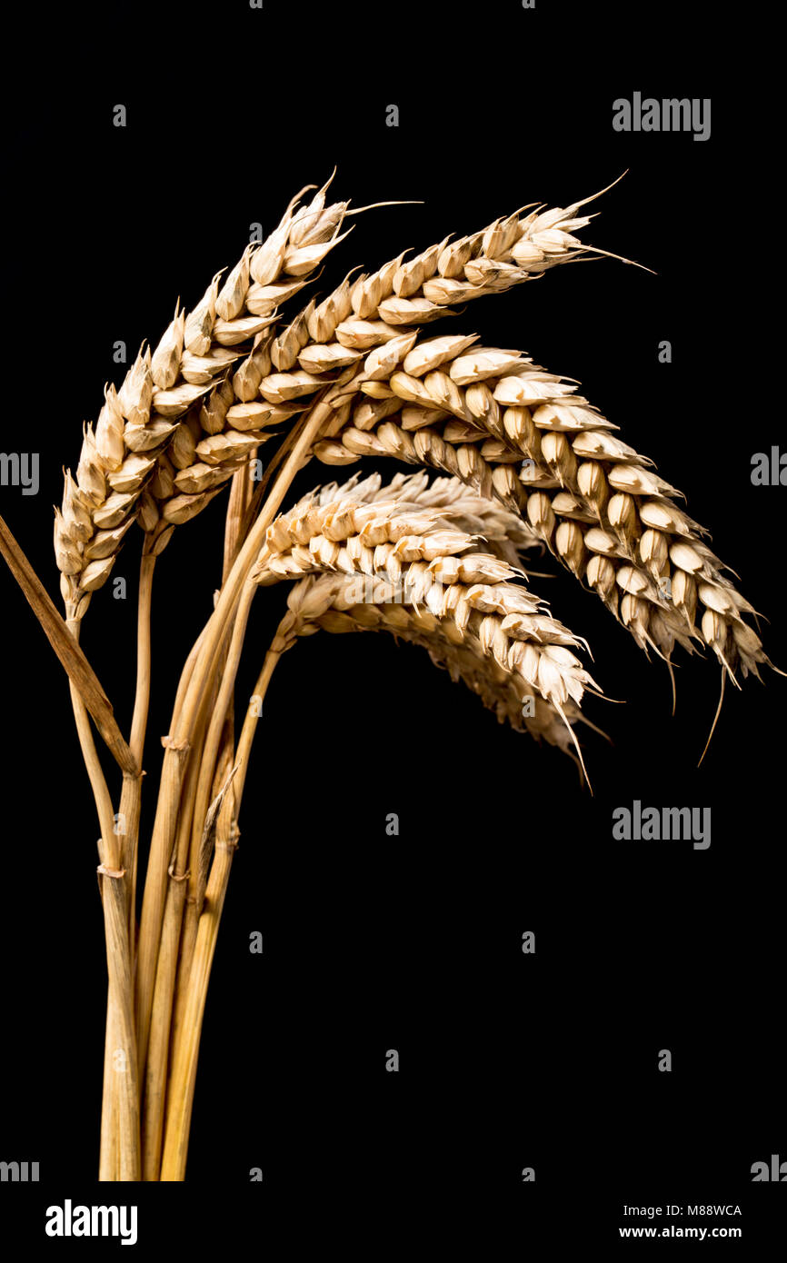 Studio picture of wheat, Dorset England UK GB. Photographed on a black background. Stock Photo