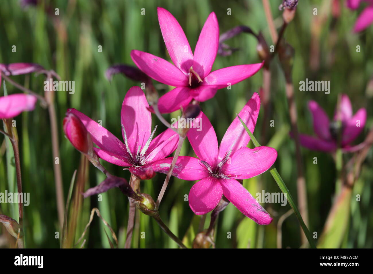 TÌNH YÊU CÂY CỎ ĐV 5 - Page 76 Hesperantha-pauciflora-M88WCM