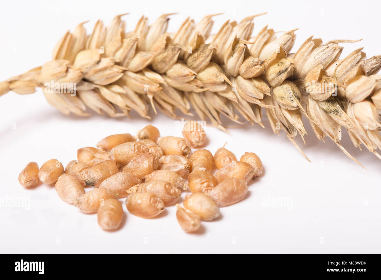 Studio picture of wheat, Dorset England UK GB. Photographed on a white background. Stock Photo
