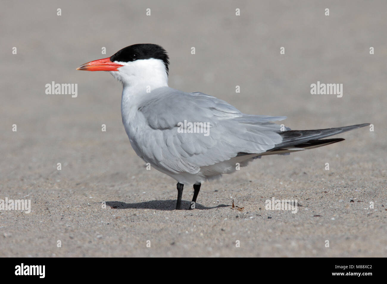 Adult breeding Los Angeles Co., CA May 2009 Stock Photo