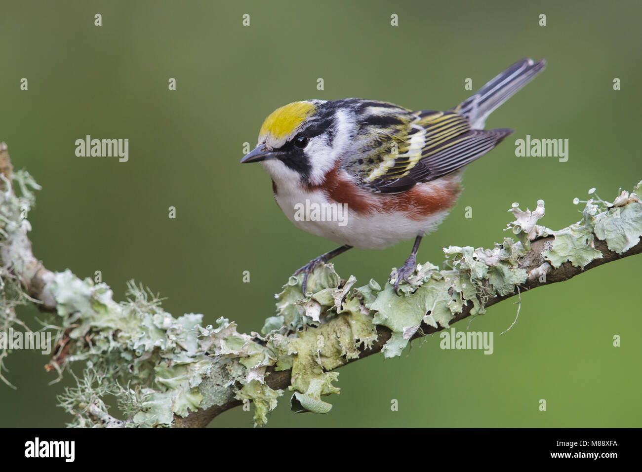 Mannetje Roestflankzanger, Male Chestnut-sided Warbler Stock Photo