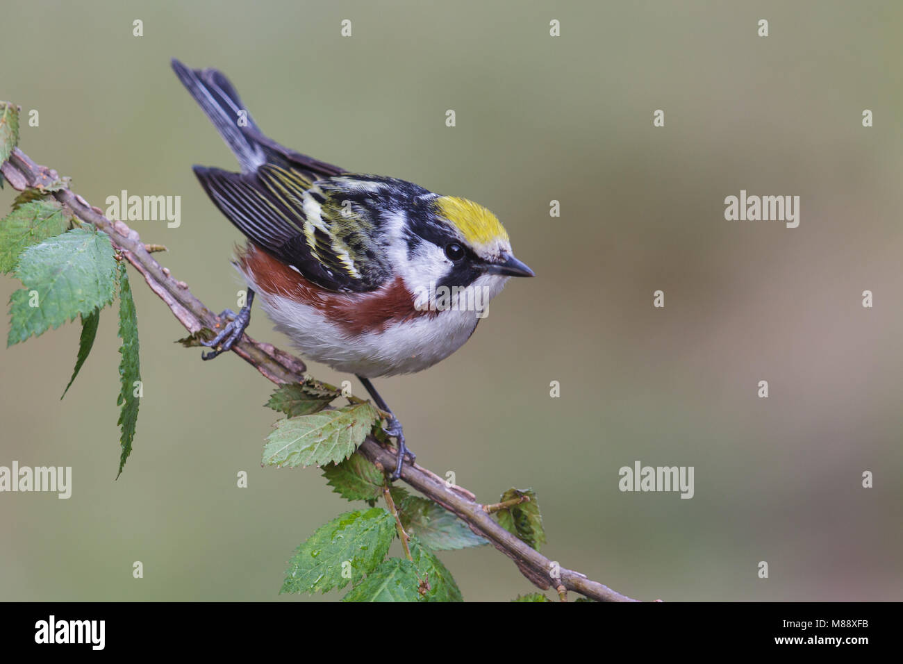 Mannetje Roestflankzanger, Male Chestnut-sided Warbler Stock Photo