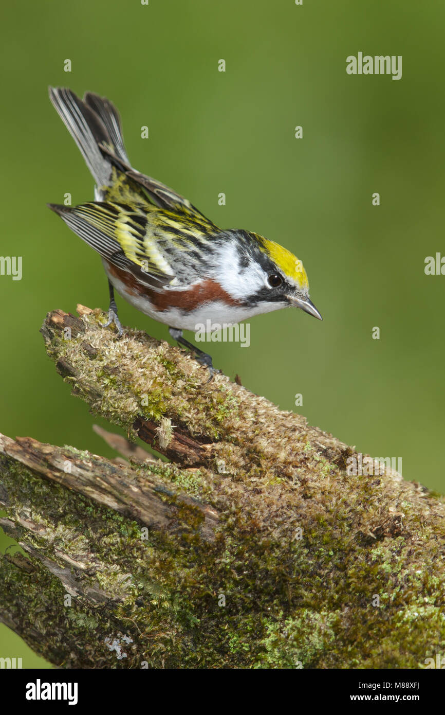 Mannetje Roestflankzanger, Male Chestnut-sided Warbler Stock Photo