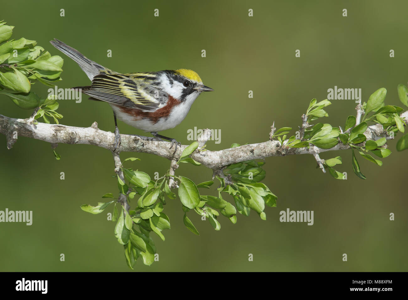 Mannetje Roestflankzanger, Male Chestnut-sided Warbler Stock Photo