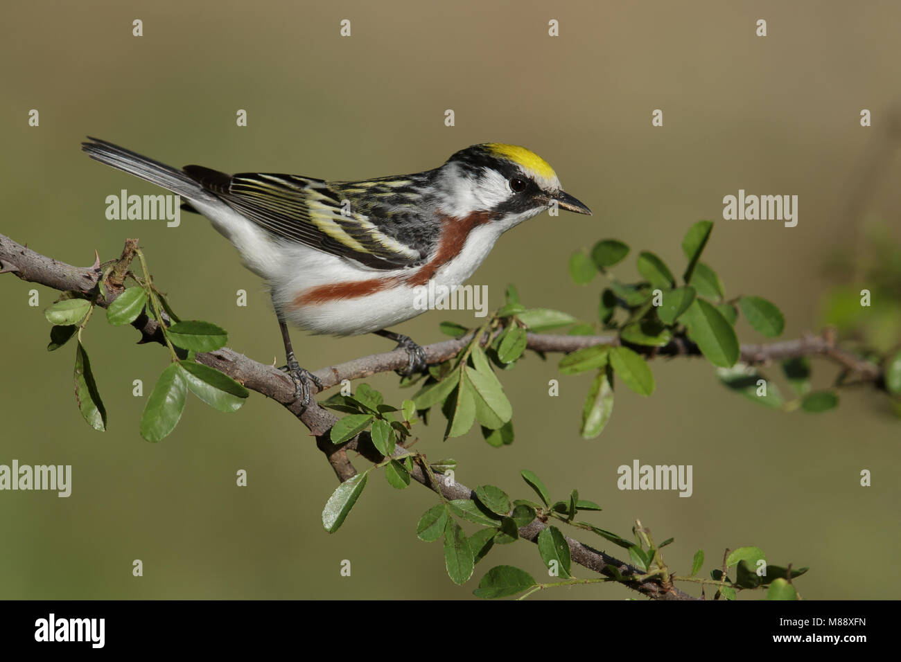 Mannetje Roestflankzanger, Male Chestnut-sided Warbler Stock Photo