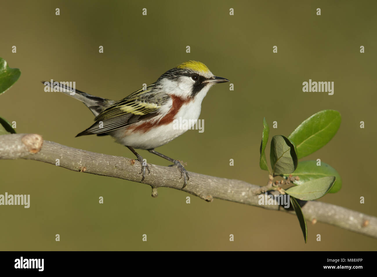 Mannetje Roestflankzanger, Male Chestnut-sided Warbler Stock Photo