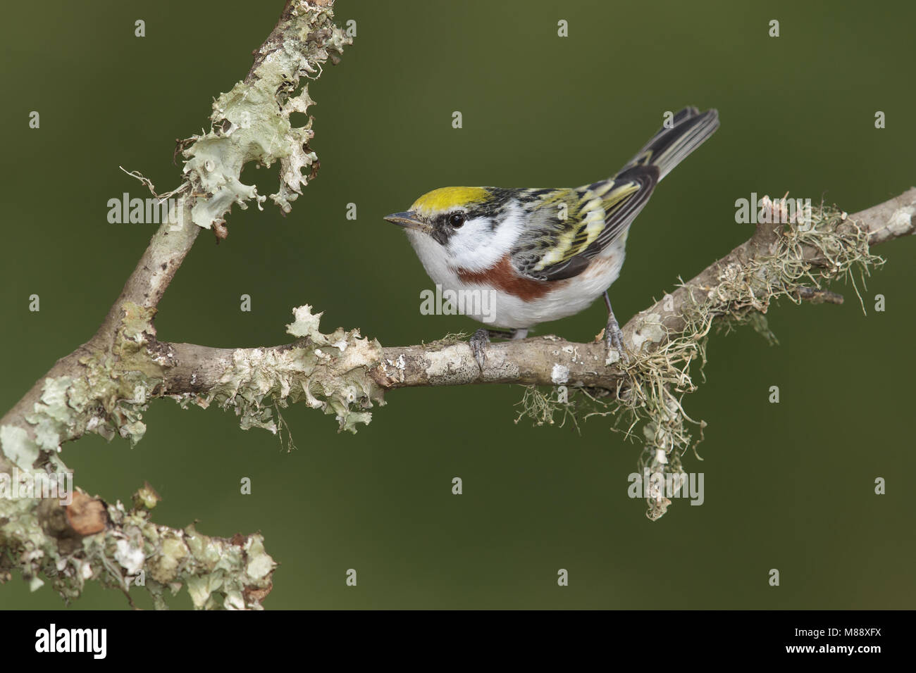 Vrouwtje Roestflankzanger, Female Chestnut-sided Warbler Stock Photo