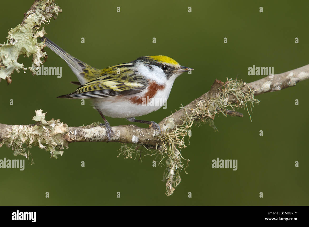 Vrouwtje Roestflankzanger, Female Chestnut-sided Warbler Stock Photo