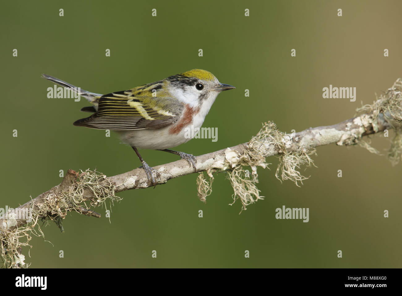 Vrouwtje Roestflankzanger, Female Chestnut-sided Warbler Stock Photo