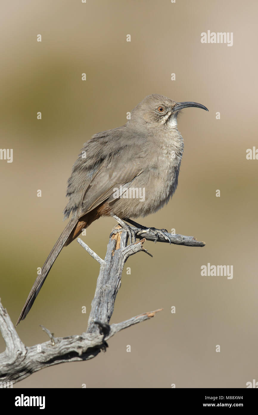 Crissal thrasher hi-res stock photography and images - Alamy