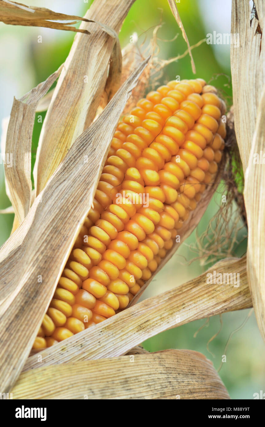 Ear of maize hi-res stock photography and images - Alamy