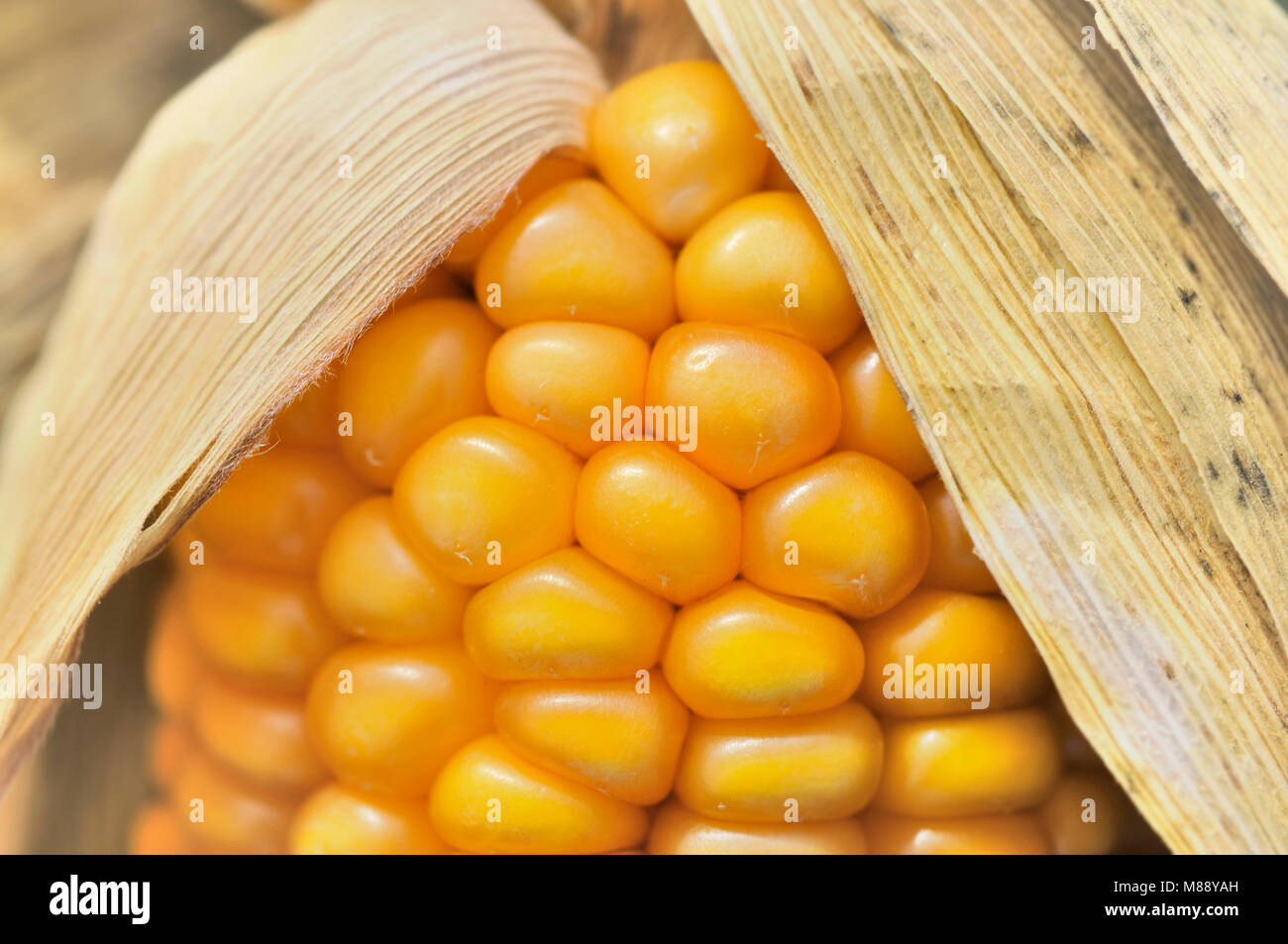 Ear of maize hi-res stock photography and images - Alamy